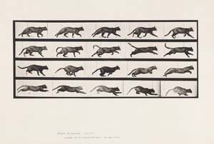 Planche 717. Chat; Trottant; Changeant en Galopant - Eadweard Muybridge