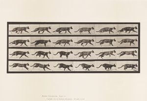 Planche 718. Chat; Trottant; Passage au galop - Eadweard Muybridge