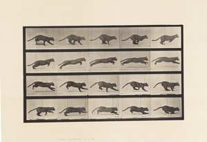 Planche 719. Chat ; Galopant - Eadweard Muybridge
