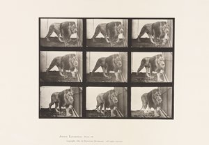 Planche 721. Lion ; Marchant - Eadweard Muybridge