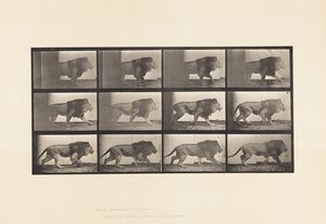 Planche 722. Lion; Marchant - Eadweard Muybridge