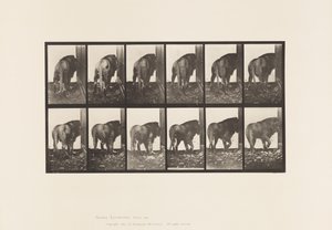 Planche 724. Lion; Marchant, Se Retournant - Eadweard Muybridge