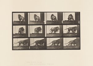 Planche 725. Lion ; Marchant, Se retournant - Eadweard Muybridge