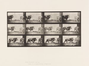 Planche 726. Lion et lionne ; Marchant - Eadweard Muybridge