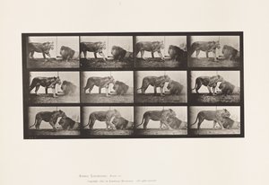 Planche 727. Lionne ; Marchant ; Lion ; Allongé - Eadweard Muybridge