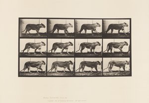Lionne; marchant; lion; couché - Eadweard Muybridge