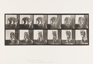 Tigresse; marchant; se retournant - Eadweard Muybridge