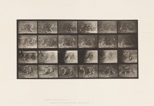 Planche 731. Jaguar ; A, Marchant ; B, Se retournant - Eadweard Muybridge