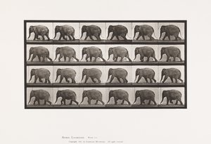Éléphant; marchant - Eadweard Muybridge