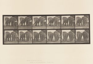 Planche 734. Éléphants; Deux, marchant - Eadweard Muybridge