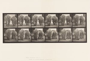 Planche 735. Éléphants ; Deux, marchant - Eadweard Muybridge