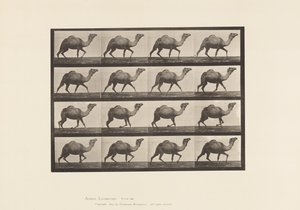 Planche 736. Chameau égyptien ; Racking - Eadweard Muybridge