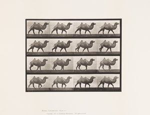 Planche 737. Chameau de Bactriane ; Marchant - Eadweard Muybridge