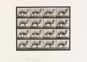 Chameau de Bactriane; marchant - Eadweard Muybridge