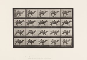 Chameau de Bactriane; (jeune), galopant - Eadweard Muybridge