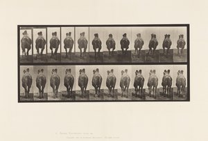 Planche 741. Chameau de Bactriane; A, Marchant; B, Amblant - Eadweard Muybridge