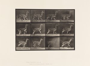 Guanaco; galopant - Eadweard Muybridge