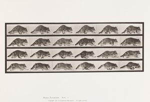 Planche 744. Raton Laveur; Marchant; Changeant en Galopant - Eadweard Muybridge