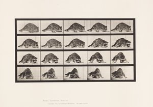 Planche 745. Raton Laveur; Marchant; et Se Retournant - Eadweard Muybridge