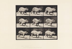 Planche 746. Capybara ; Marchant - Eadweard Muybridge