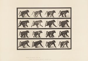 Planche 747. Babouin ; Marchant à quatre pattes - Eadweard Muybridge