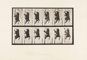 Planche 749. Babouin ; Grimpant à un poteau - Eadweard Muybridge