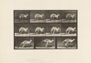 Planche 751. Kangourou; Marchant à quatre pattes; Passage au saut - Eadweard Muybridge