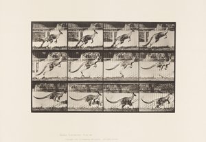 Planche 752. Kangourou; Sautant - Eadweard Muybridge