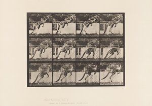 Planche 753. Kangourou; Saut - Eadweard Muybridge