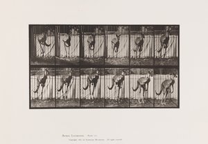 Planche 754. Kangourou; Saut - Eadweard Muybridge