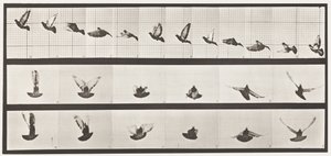 Planche 755. Pigeon; Voler