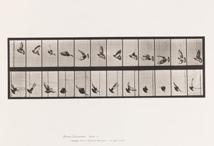 Planche 756. Pigeon; Vol