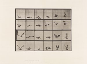 Planche 757. Pigeon ; Volant