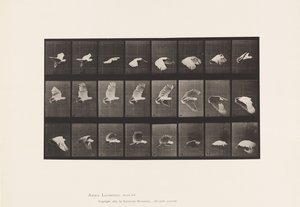 Planche 758. Cacatoès; Vol
