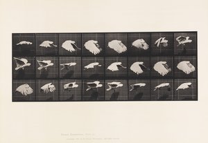 Planche 759. Cacatoès; Vol