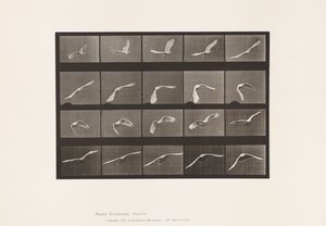 Planche 760. Cacatoès; Volant