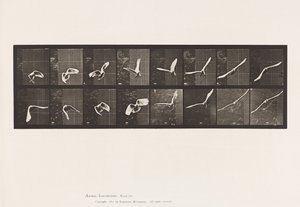 Planche 761. Cacatoès ; Volant
