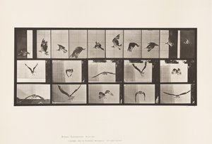Planche 764. Balbuzard pêcheur ; En vol