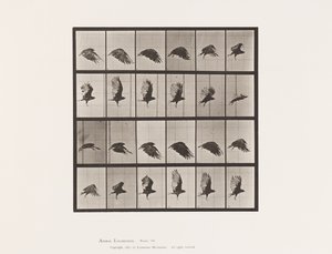 Planche 765. Vautour ; Volant
