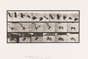 Planche 767. Vautour; Vol