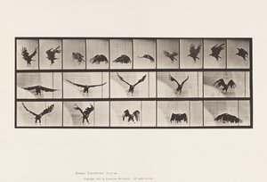 Planche 769. Aigle américain; Volant