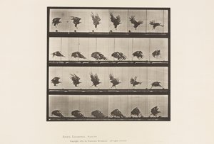 Planche 770. Aigle américain; Vol près du sol