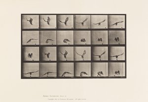 Planche 771. Aigle américain ; Volant près du sol