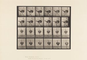 Planche 772. Autruche; Marchant - Eadweard Muybridge