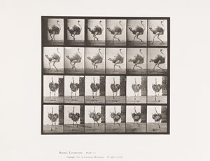 Planche 773. Autruche; Courant - Eadweard Muybridge