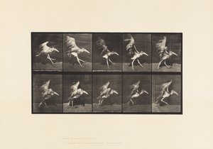 Planche 775. Adjudant; Vol en course