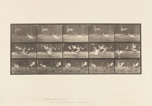 Planche 778. Cigognes ; etc, A, B, C - Eadweard Muybridge