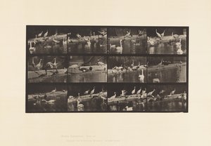 Planche 779. Cigognes ; Cygnes, etc. - Eadweard Muybridge