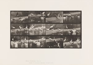 Planche 780. Cigognes ; Cygnes, etc. - Eadweard Muybridge