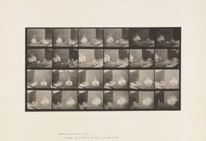 Planche 781. Poulets; Effrayés par une torpille - Eadweard Muybridge